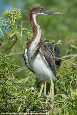 triclored heron